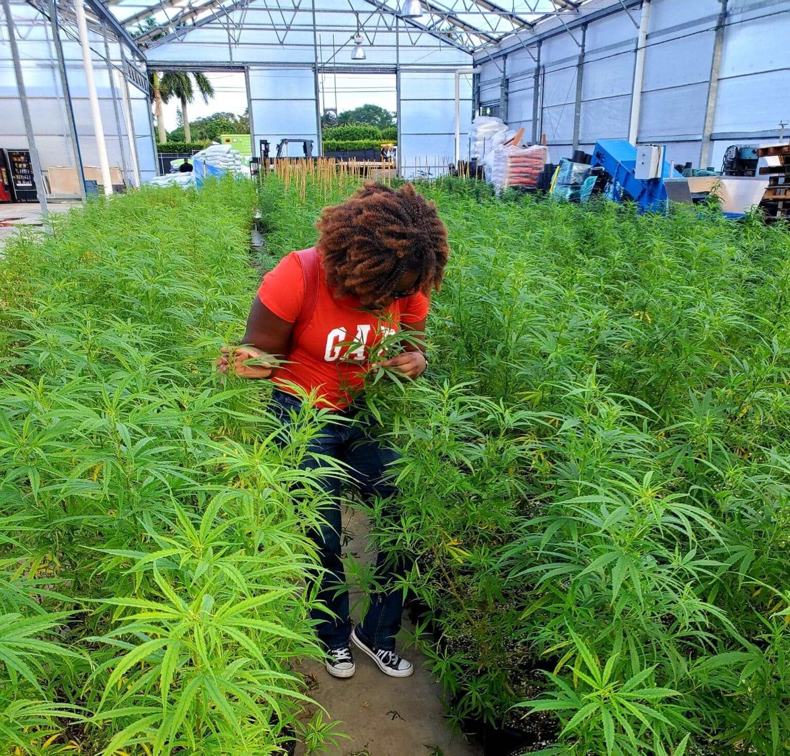 Yes we Cannabis! In the Weeds at Homestead Hemp Farm interNATionalcaty